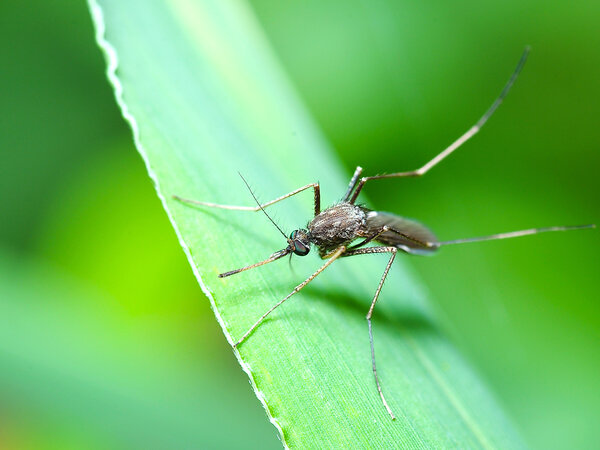 mosquito on a leaf